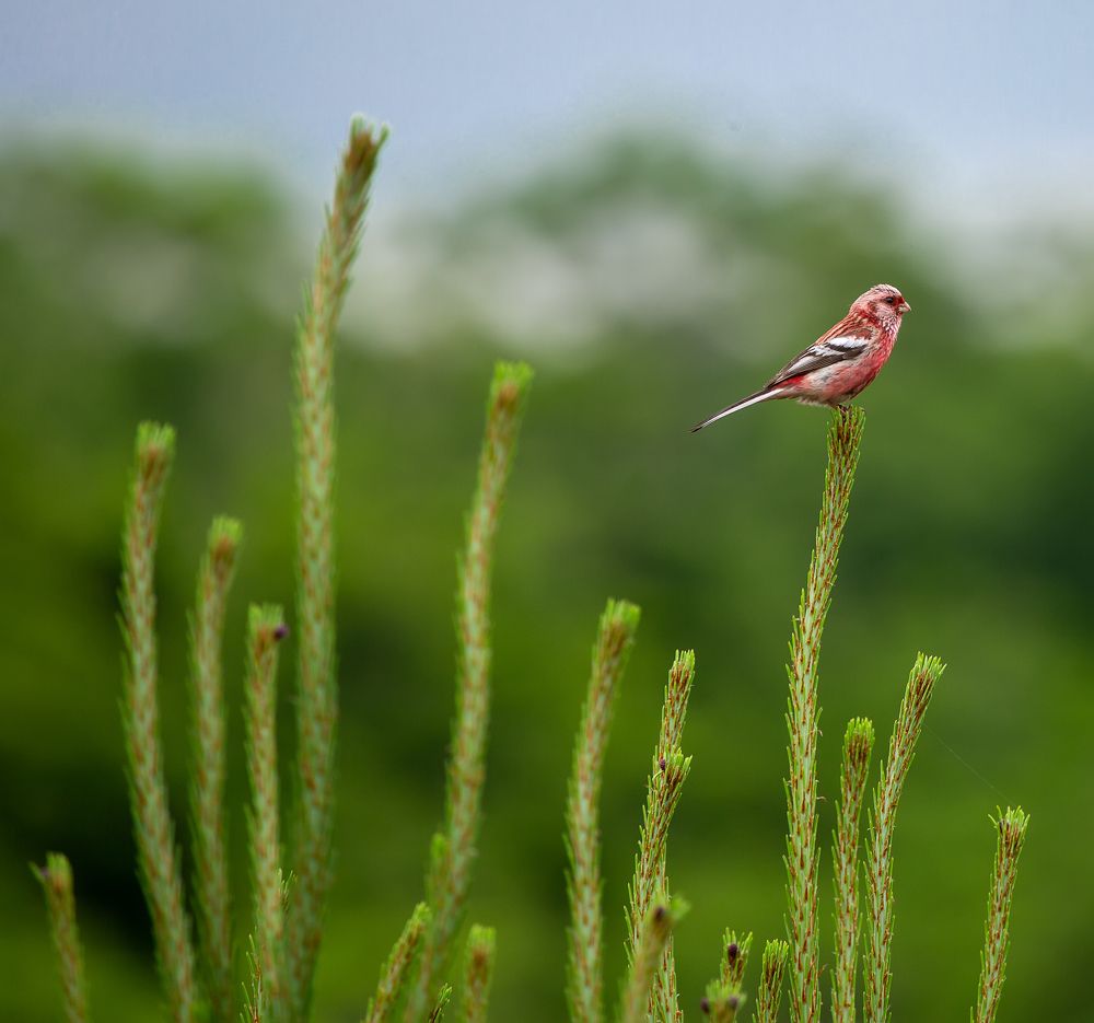 Photograph by Нина Хорева