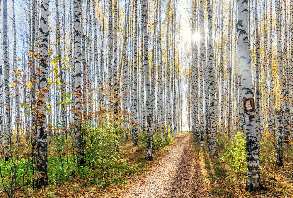 Золото берез