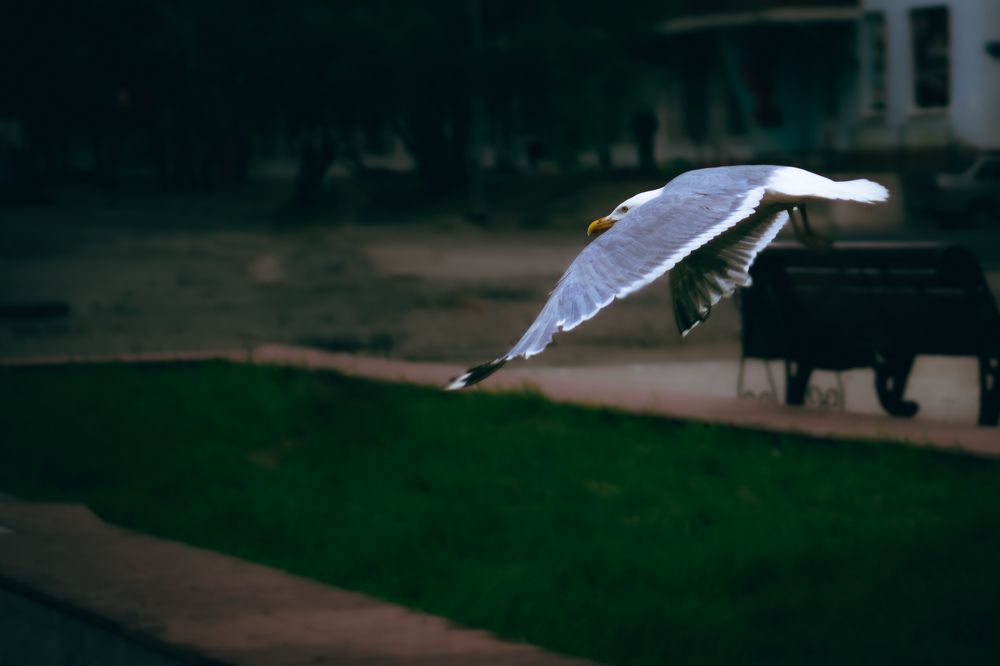 Photograph by Ахсарбек Абаев