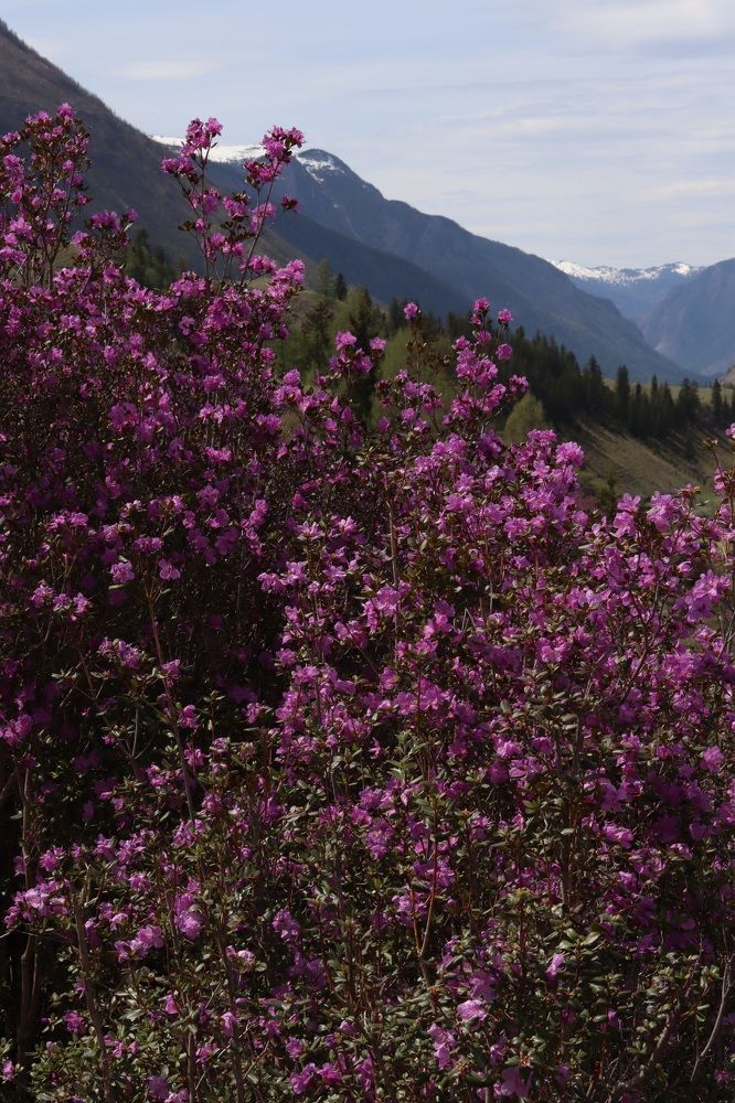 Photograph by Наталья Савельева