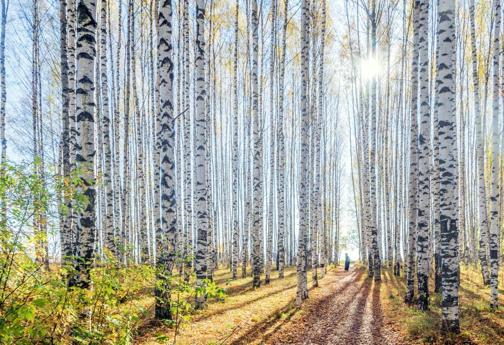 Осень бродит по лесным дорожкам