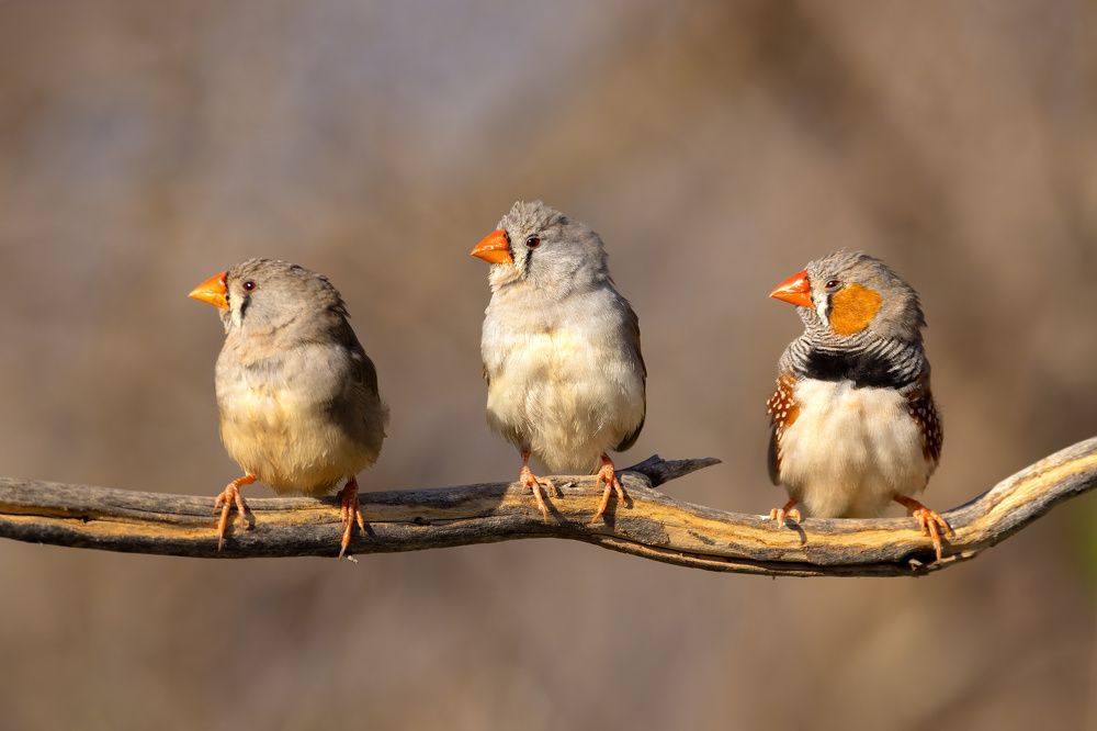 Photograph by Alexander Babych