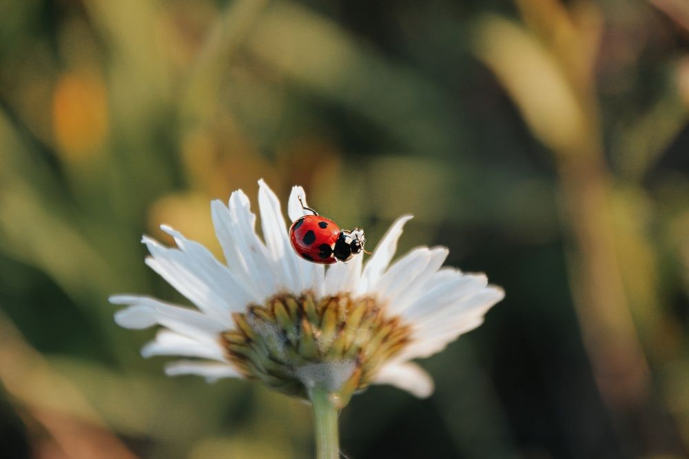 Photograph by Elena Edeleva Еделева