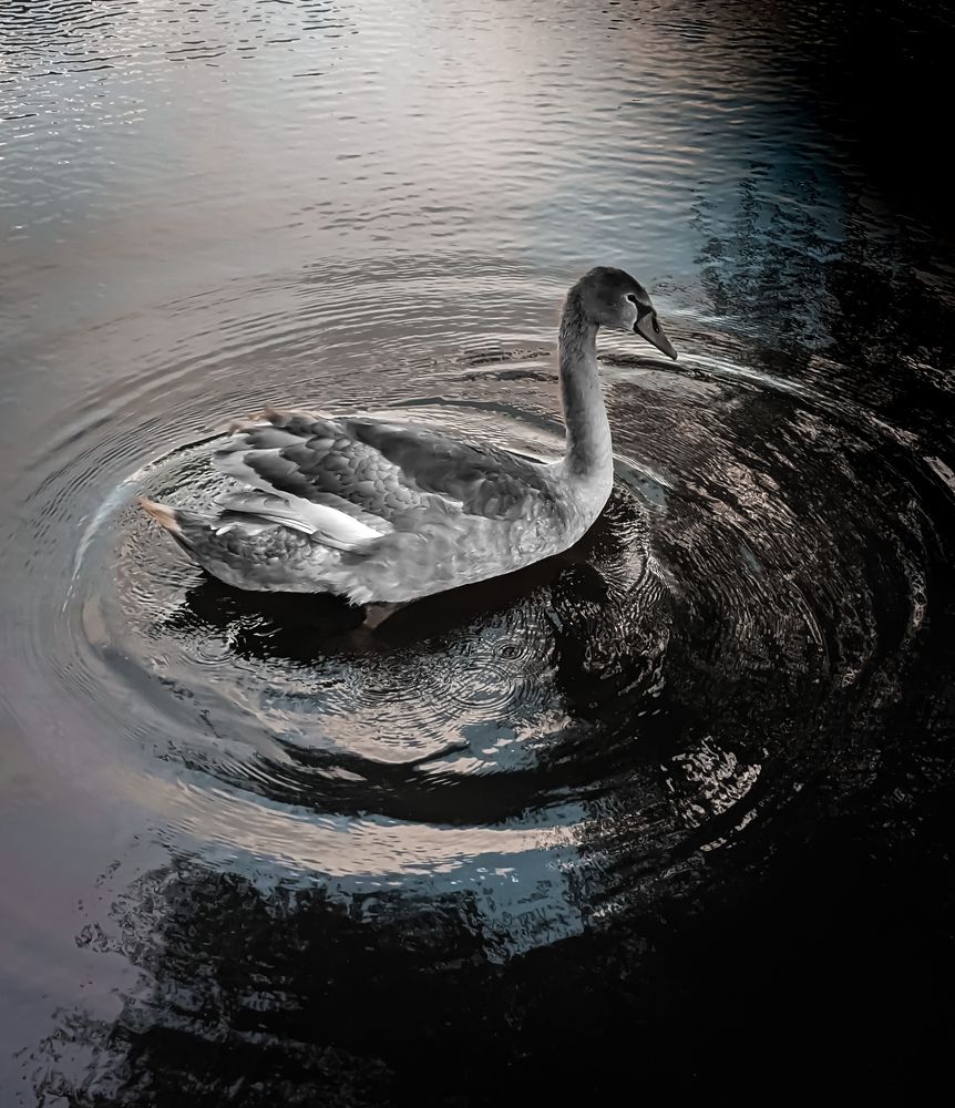 Фотография автора Ксения Шляйхер