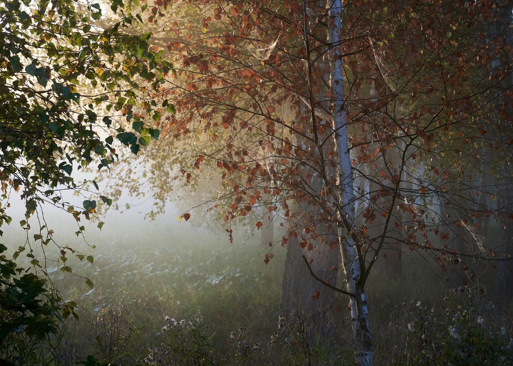 Photograph by Boris Nesh