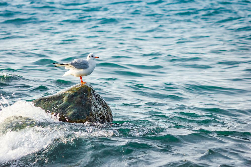 Photograph by Антонов Александр