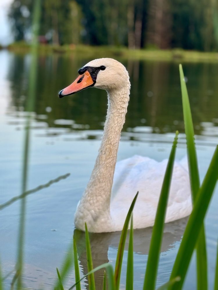 Photograph by Елена Карпухно