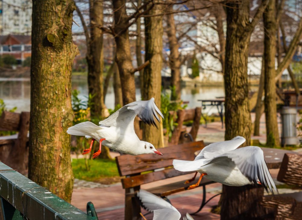 Photograph by Антонов Александр