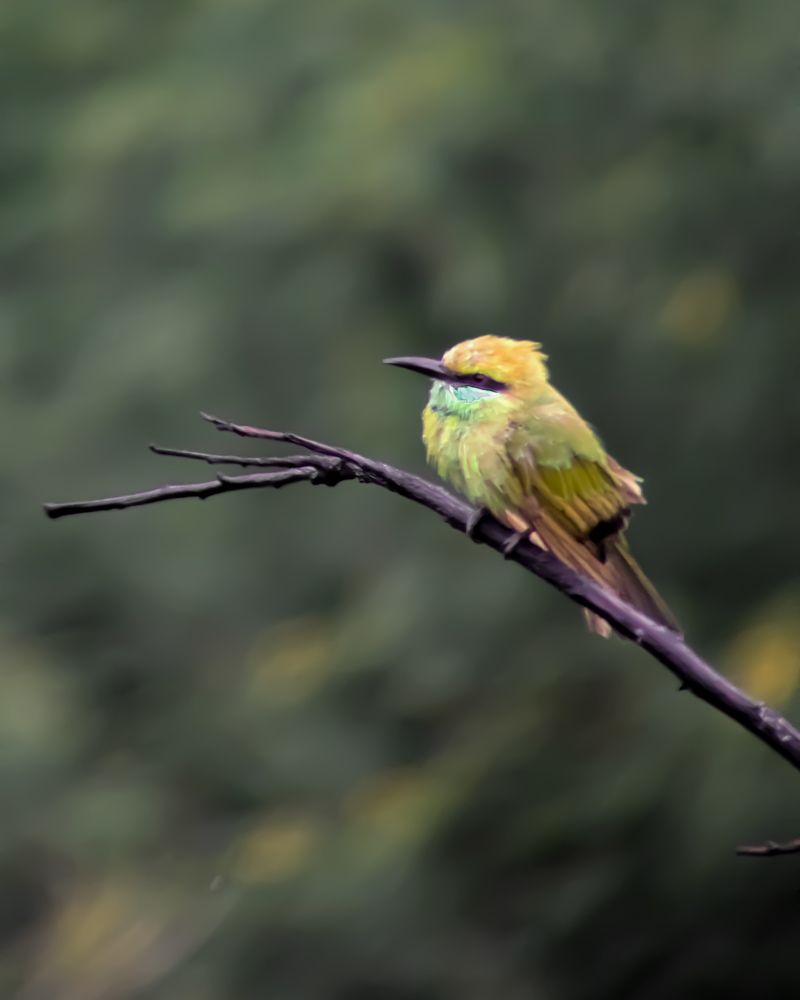 Photograph by Akash Rajurkar