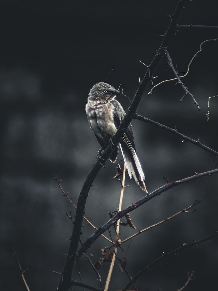 Photograph by Akash Rajurkar