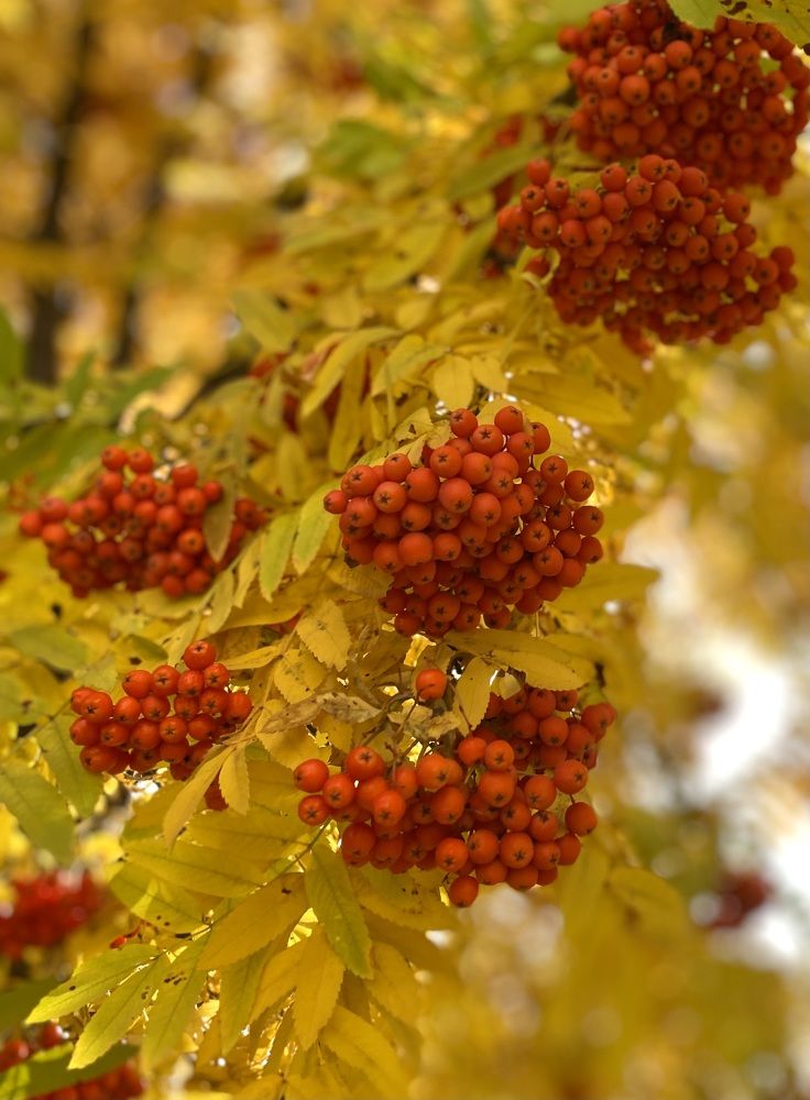 Photograph by Алиса Лукина