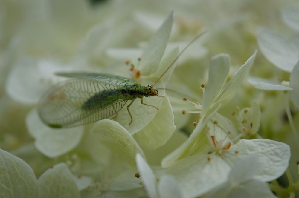 Photograph by Шамина Вера