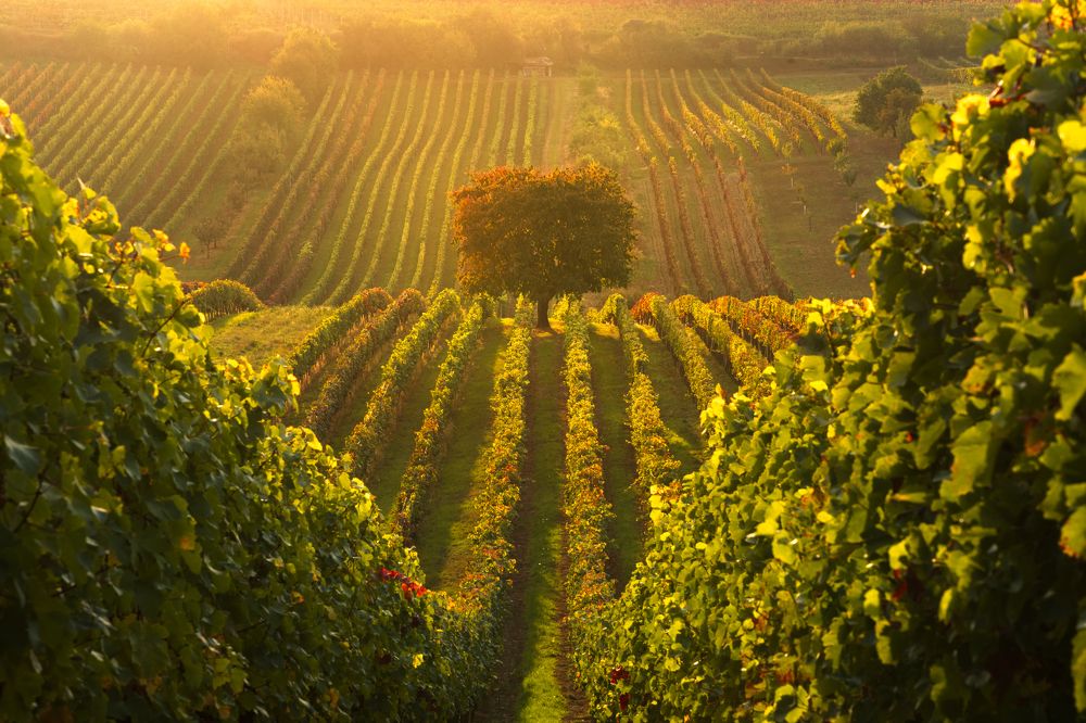 Photograph by Michal Krejčíř