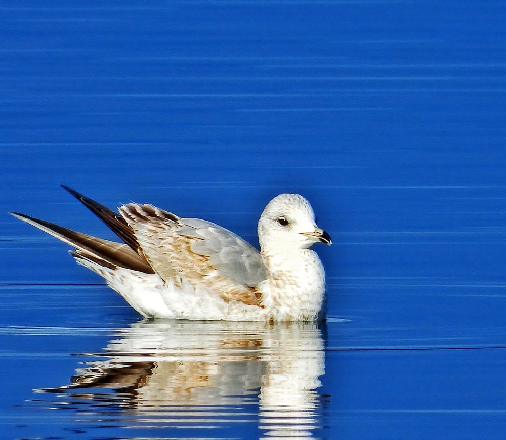Photograph by Александр Шаварин
