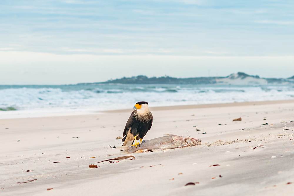 Фотография автора Antonio Etevaldo Rodrigues Junior