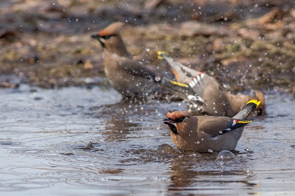 Общественная баня.