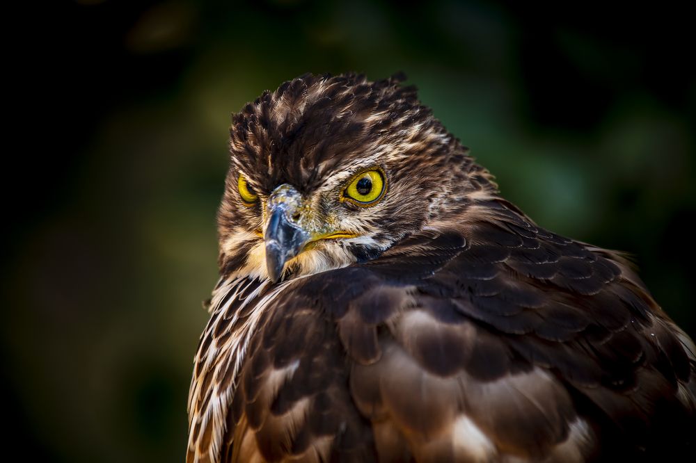 Фотография автора ChonTin NeCoTi