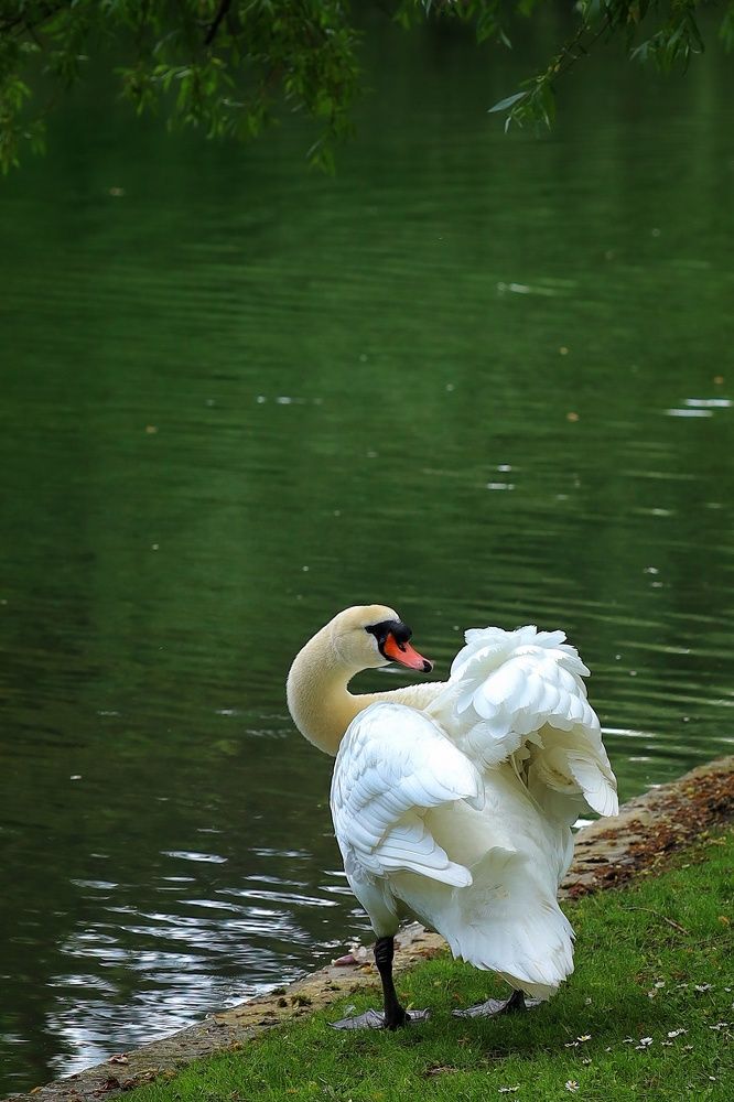 Фотография автора Мария Стратан