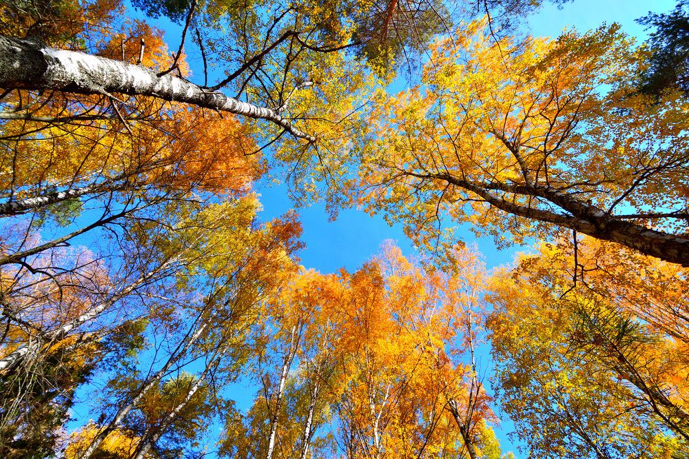 Фотография автора Олег Капуста