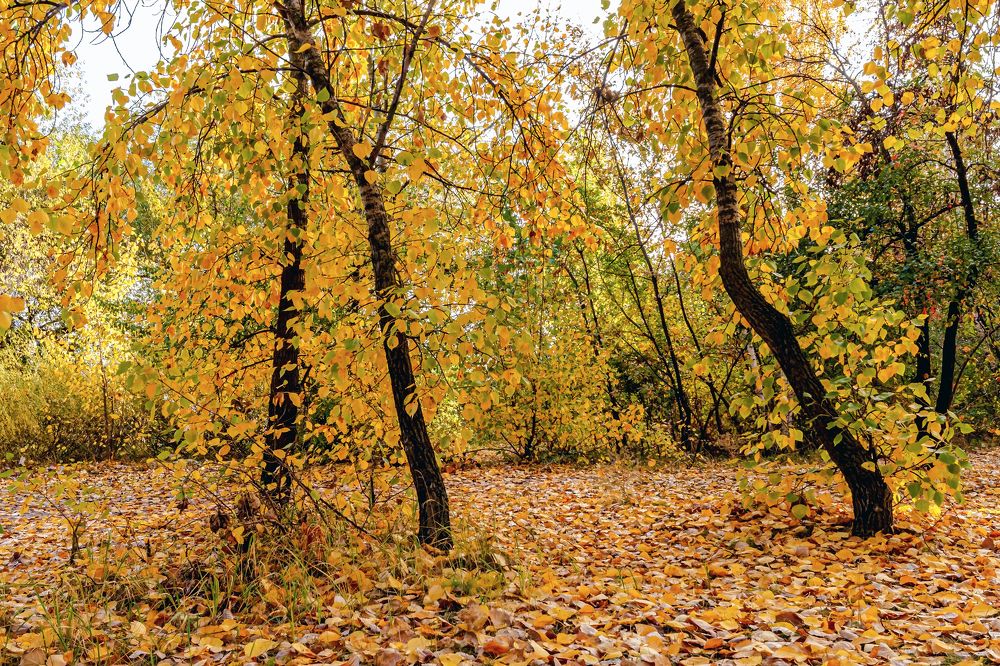 Желтые осенние краски..