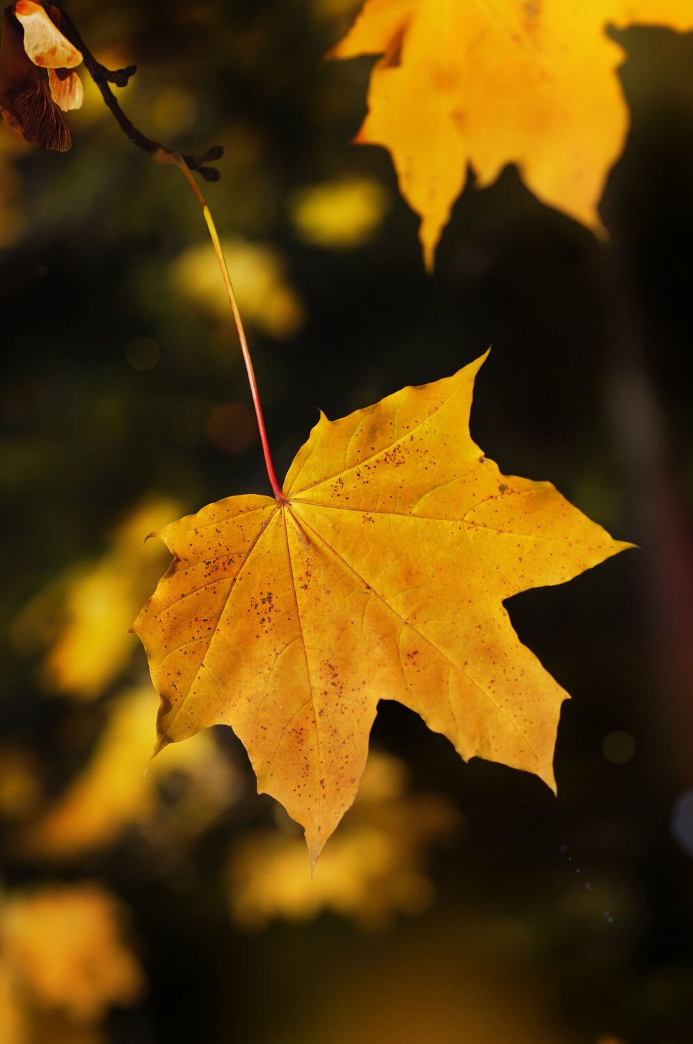 Maple leaf