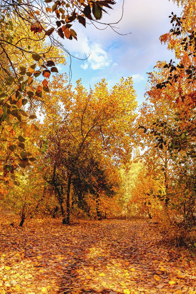 Аллея осенним утром...