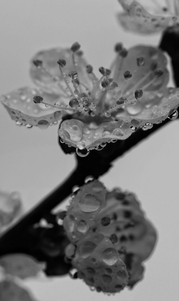 Фотография автора Мария Стратан