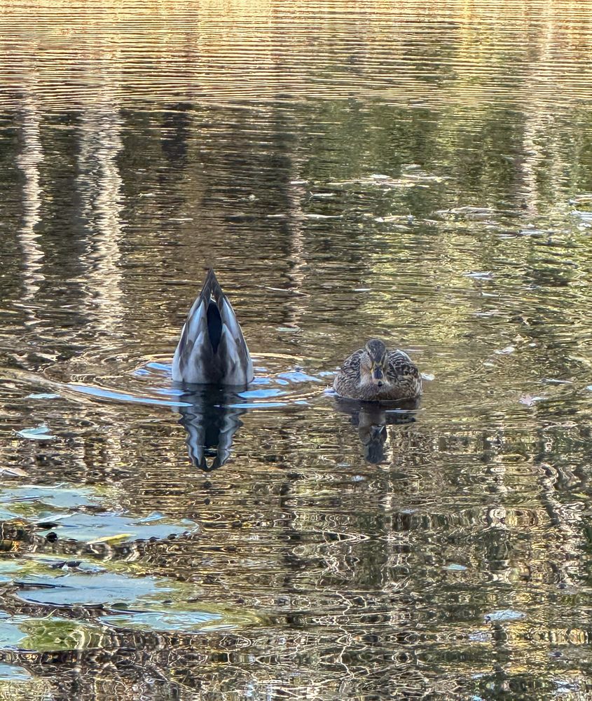 Фотография автора Dariya Olkhovskaya