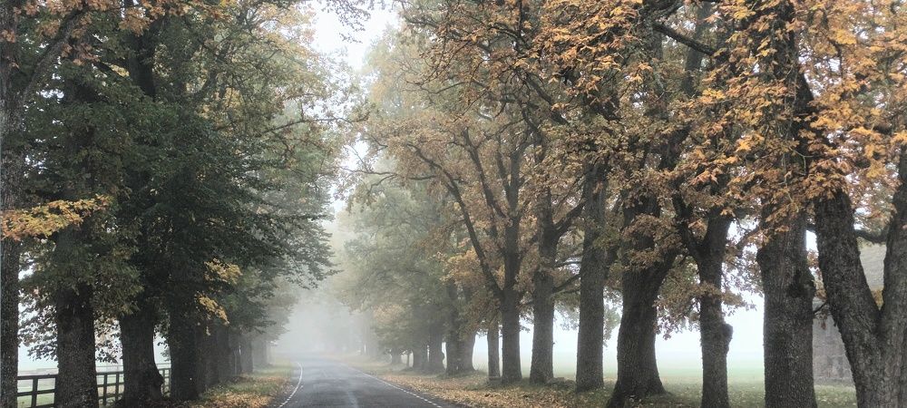 Дорога в тумане