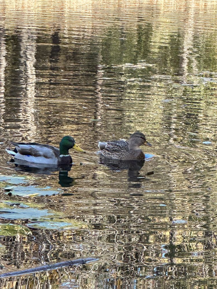 Фотография автора Dariya Olkhovskaya