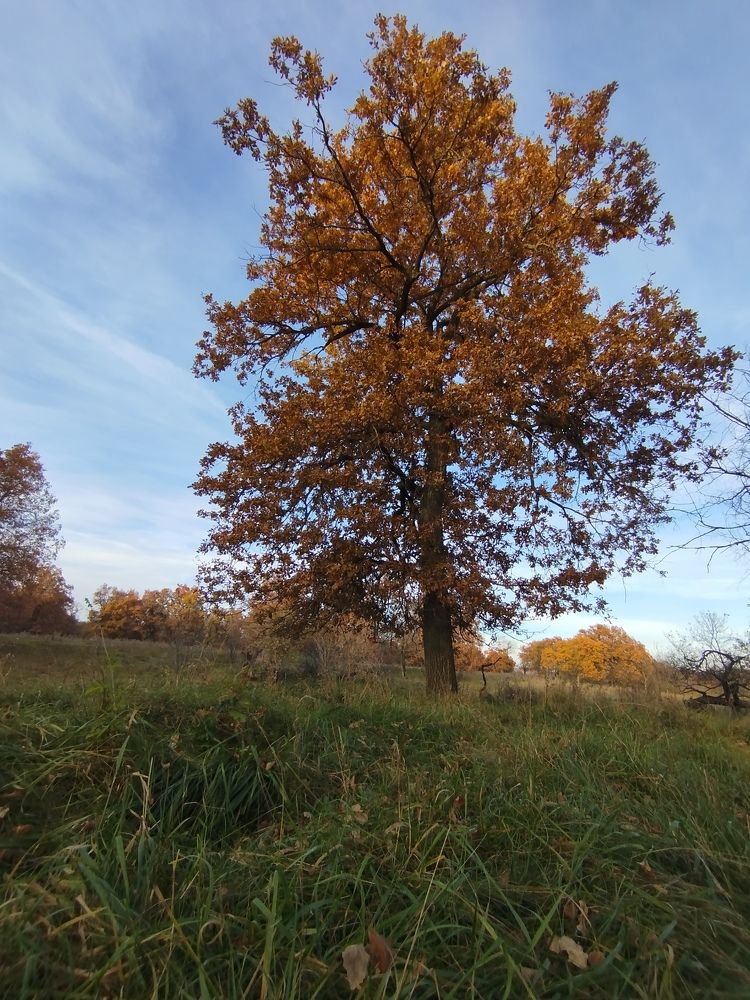 Photo #11166664