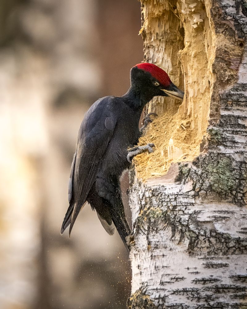 Photograph by Екатерина Дубровская
