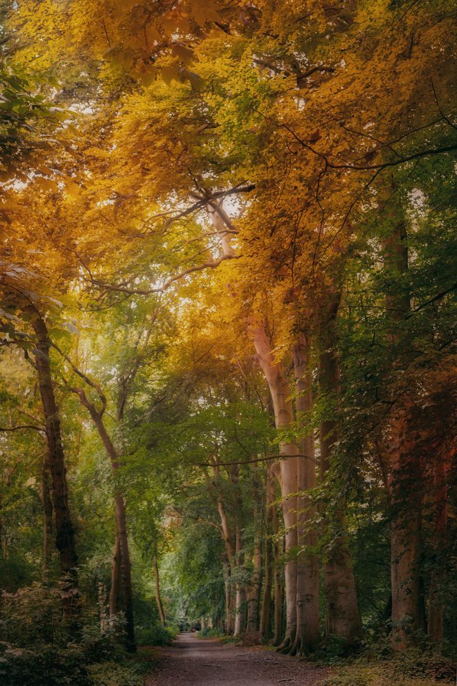 Фотография автора Leompescu Emanuel