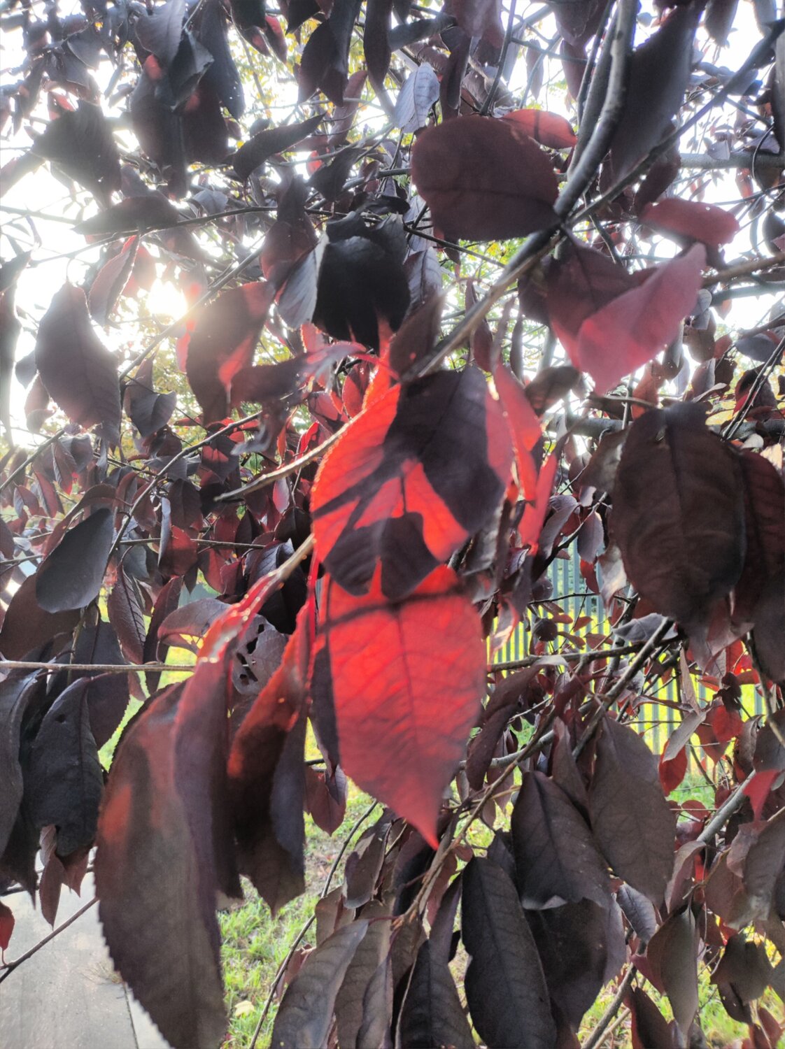 Photo #11166804