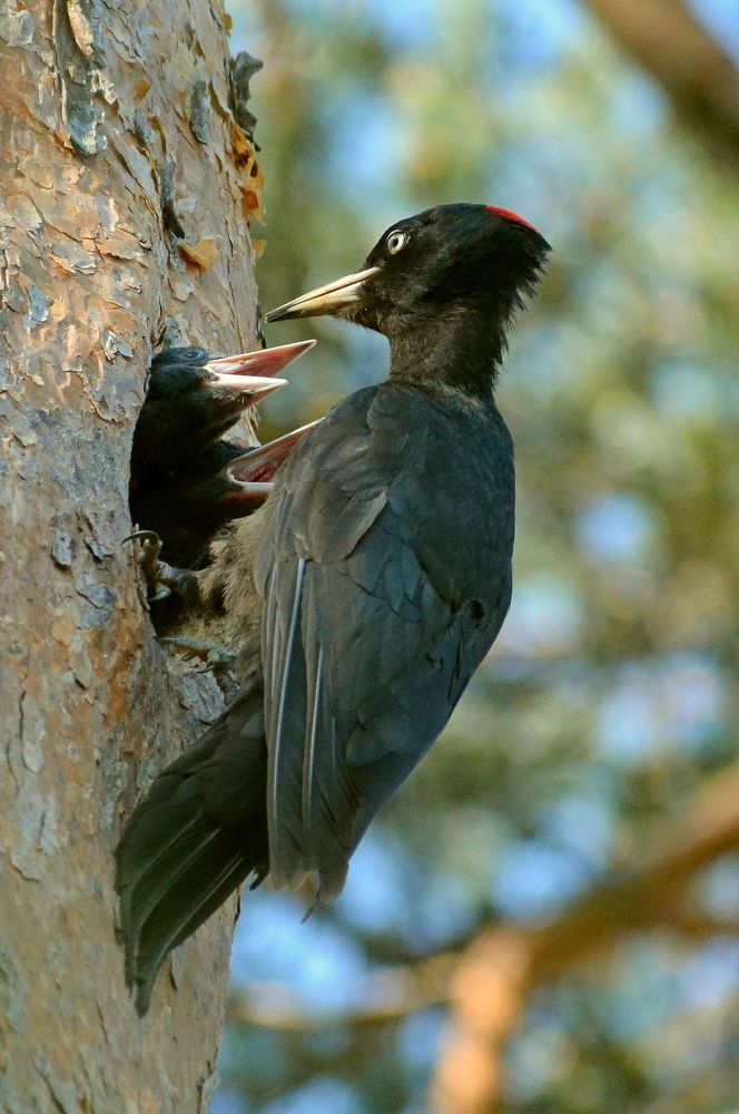 Photograph by Владислав Иопек