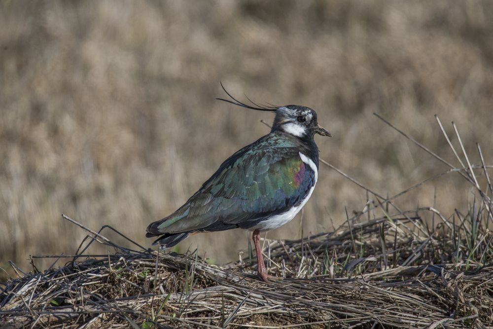 Photograph by Николай Лысцев