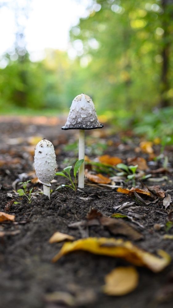 Фотография автора Ольга Степанова