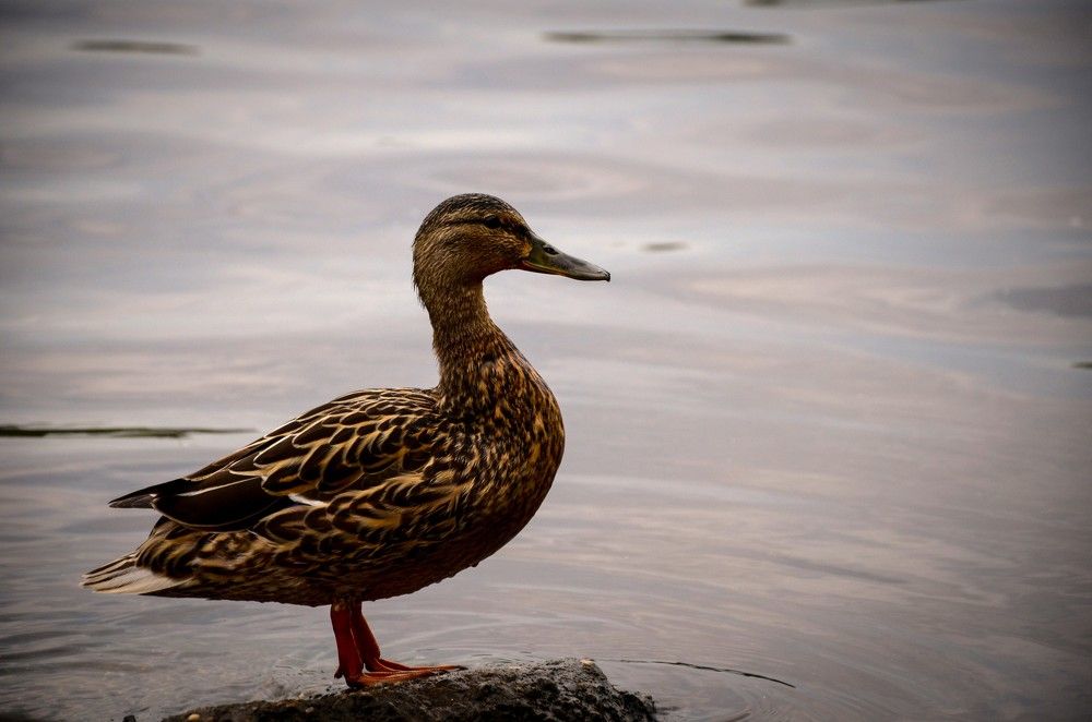 Photograph by Виолетта Бастет