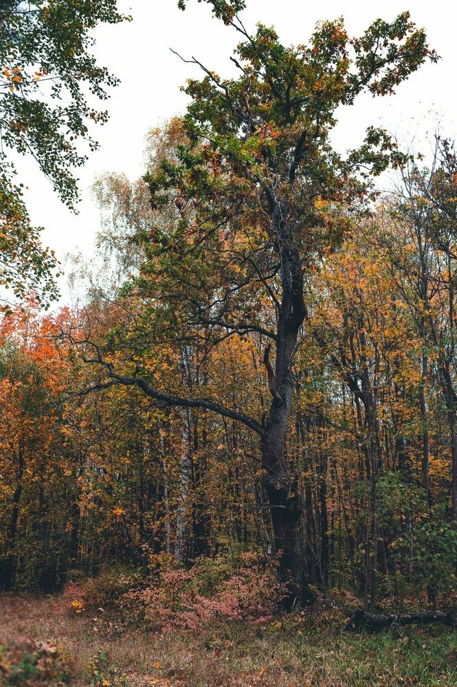 Фотография автора Ольга Степанова