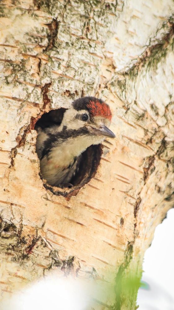 Photograph by Даниил Сырбу