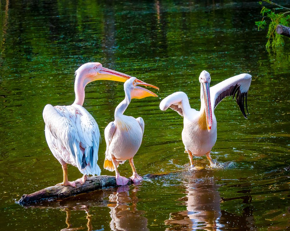 Photograph by Евгений Романов