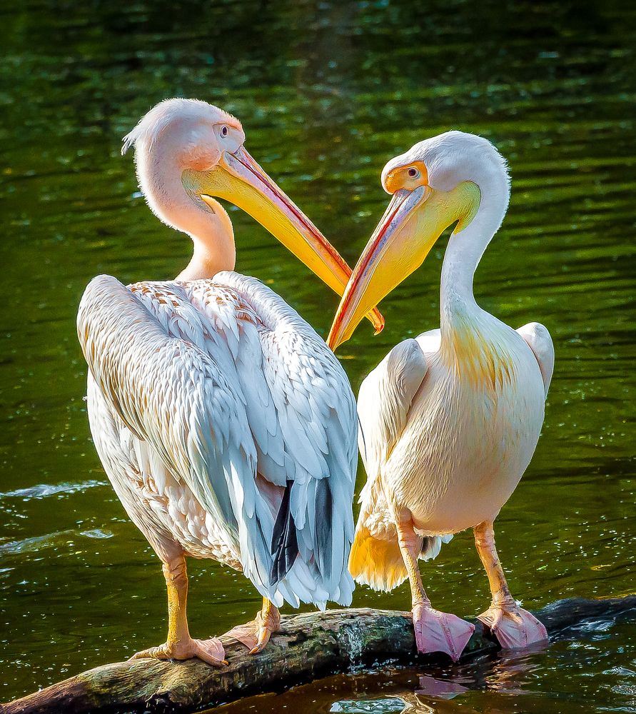 Photograph by Евгений Романов