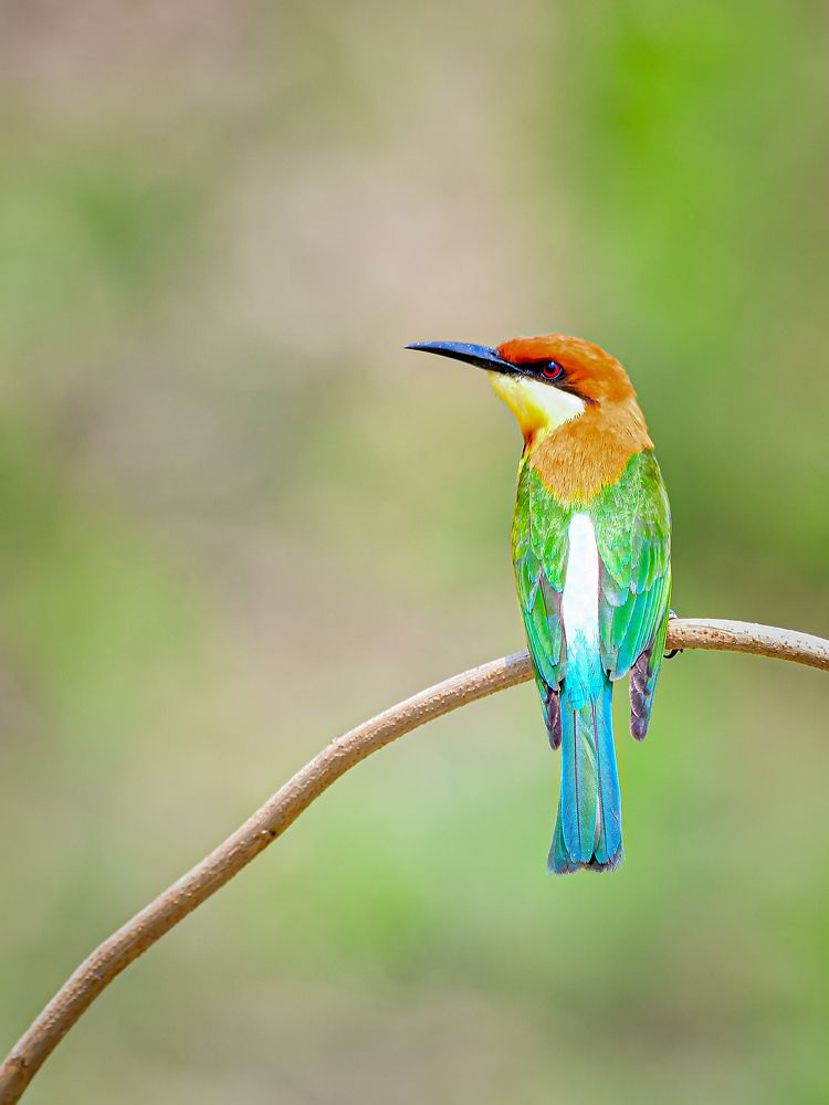 Photograph by Irene Chattopadhyay