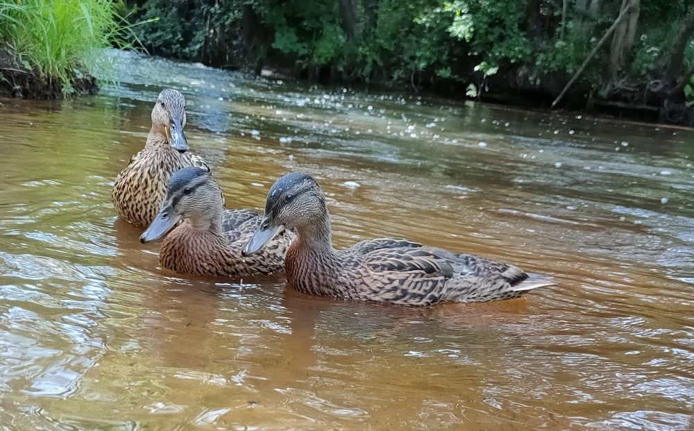 Фотография автора Светлана Смирнова