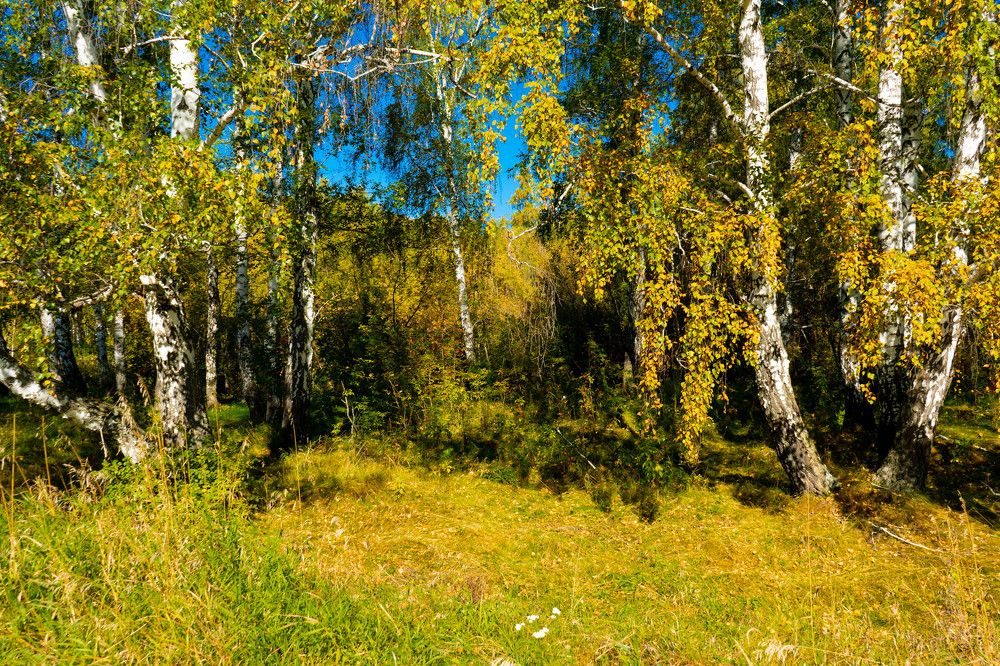 Фотография автора Олеся Юданова