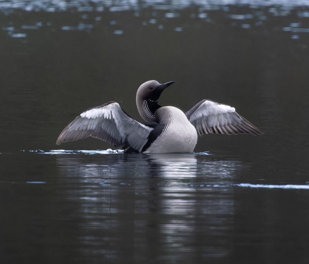 Photograph by Светлана Холодняк