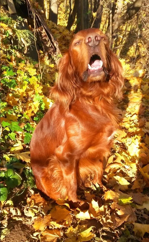 Photograph by Елена Воронова