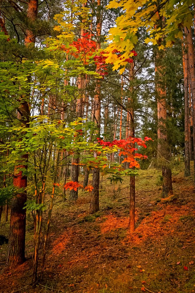 Photograph by Наталья Сергеева