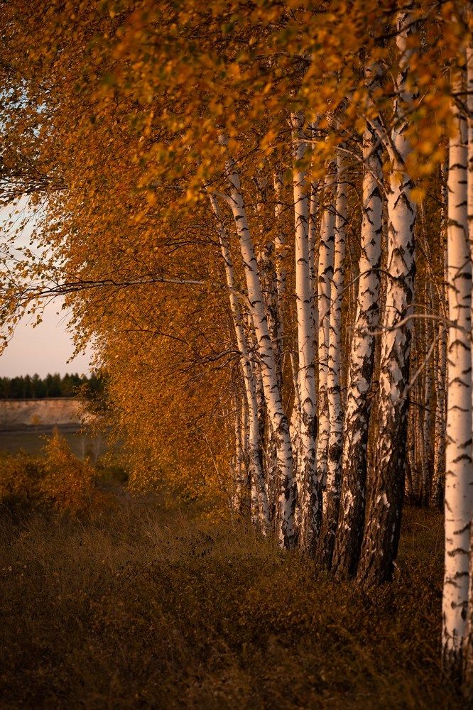 Осеннее золото Руси