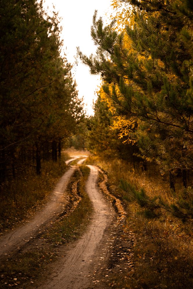 Дорога в осень